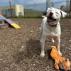 adoptable Dog in mckinleyville, CA named WINSTON