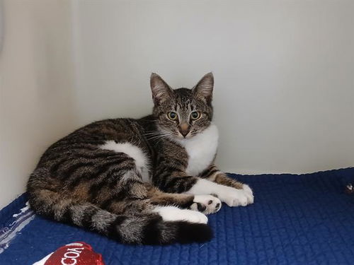 picture of the cat needing adoption