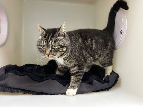 picture of the cat needing adoption