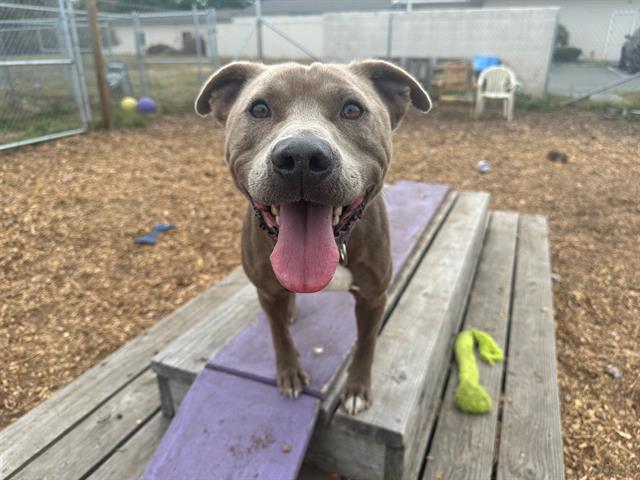 adoptable Dog in Mckinleyville, CA named MIG