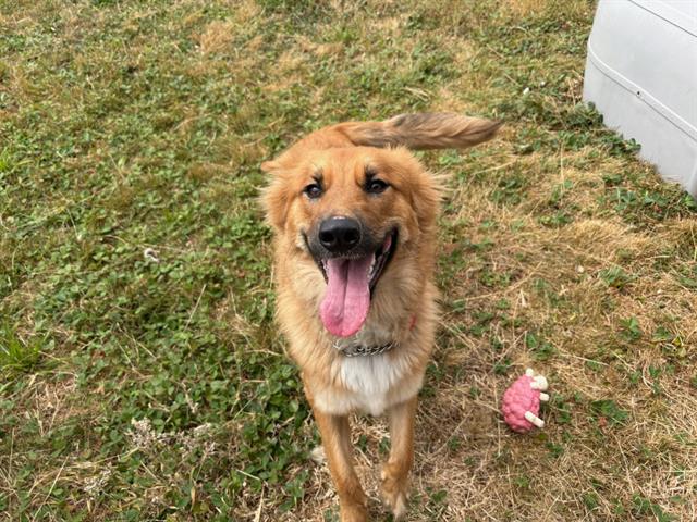 adoptable Dog in Mckinleyville, CA named SUMMER