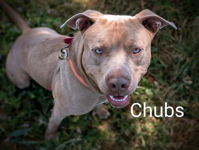 adoptable Dog in Mckinleyville, CA named CHUBS