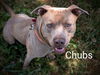 adoptable Dog in  named CHUBS