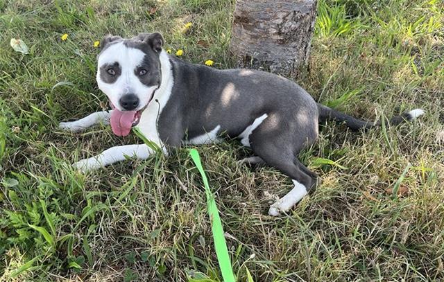 adoptable Dog in Mckinleyville, CA named MONTY
