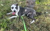 adoptable Dog in  named MONTY