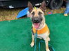 adoptable Dog in  named CHARLIE