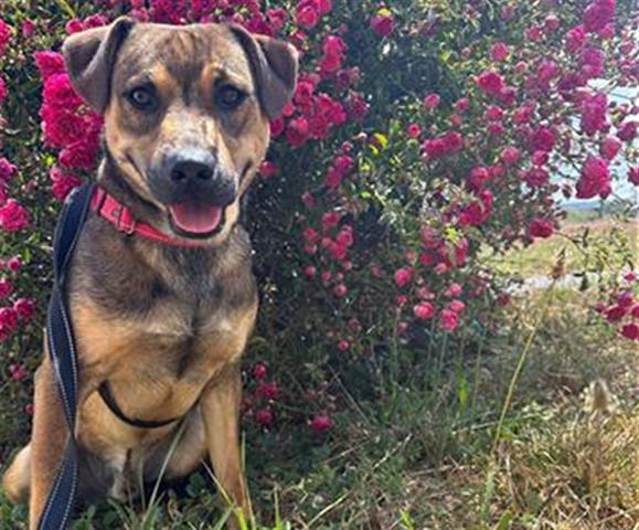 adoptable Dog in Mckinleyville, CA named YOSHI
