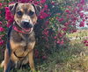 adoptable Dog in mckinleyville, CA named YOSHI