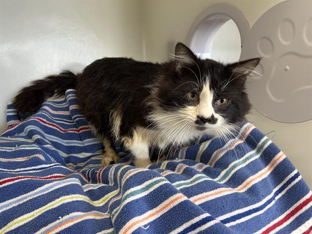 adoptable Cat in Mckinleyville, CA named MR. MUSTACHE