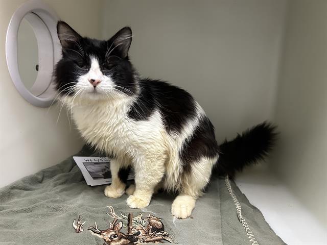 adoptable Cat in Mckinleyville, CA named PEABODY