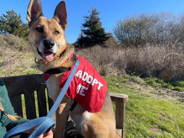 adoptable Dog in Mckinleyville, CA named MISSES
