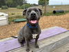 adoptable Dog in  named IRIS