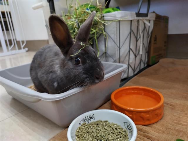 adoptable Rabbit in Mckinleyville, CA named MIDNIGHT