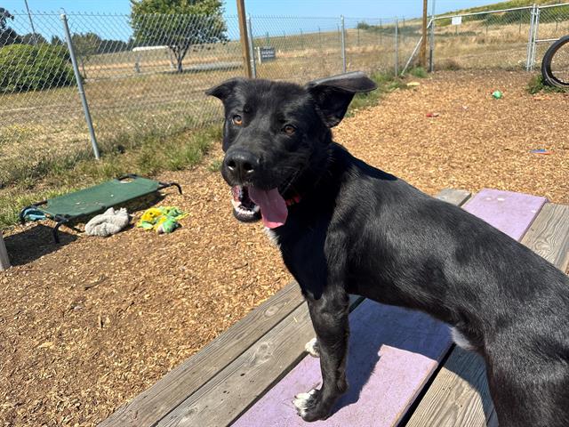 adoptable Dog in Mckinleyville, CA named TAFFY