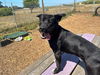 adoptable Dog in mckinleyville, CA named TAFFY
