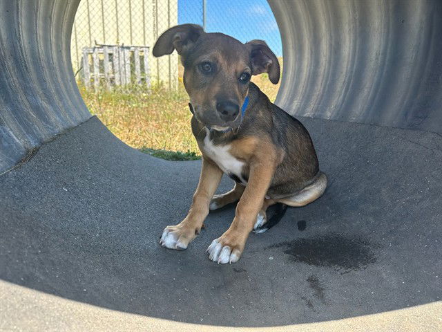 adoptable Dog in Mckinleyville, CA named OTTER