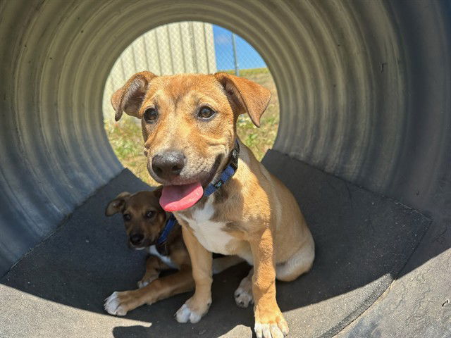 adoptable Dog in Mckinleyville, CA named NORI