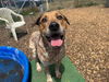 adoptable Dog in  named DUKE