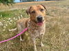 adoptable Dog in  named GINGER