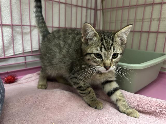 adoptable Cat in Mckinleyville, CA named RANGER