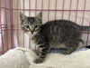 adoptable Cat in mckinleyville, CA named TONTO