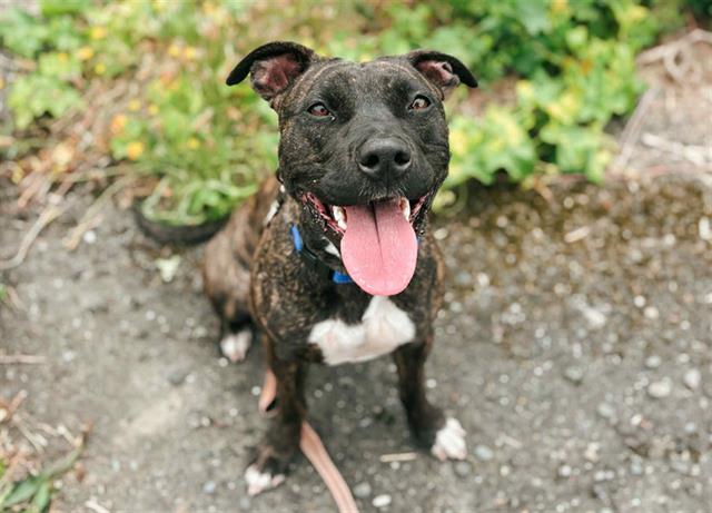 adoptable Dog in Mckinleyville, CA named POOKIE