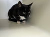 adoptable Cat in  named SHYANN