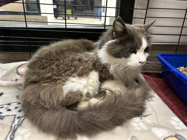 adoptable Cat in Mckinleyville, CA named MEATBALL