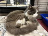 adoptable Cat in  named MEATBALL
