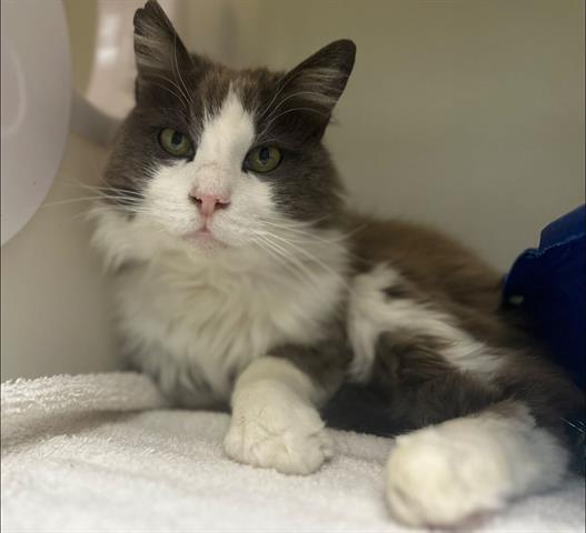 adoptable Cat in Mckinleyville, CA named MEATBALL