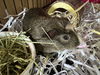 adoptable Guinea Pig in  named KERMIT