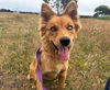 adoptable Dog in  named AMBER