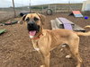 SCOOBY - Photo 1