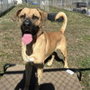 SCOOBY - Photo 1