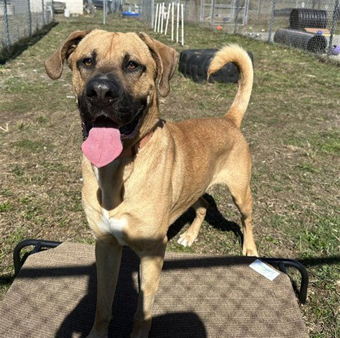 SCOOBY, an adoptable Great Dane in McKinleyville, CA