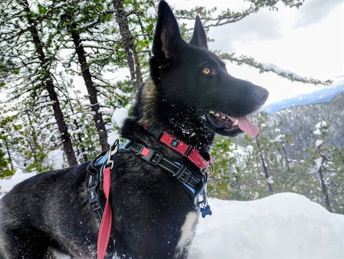 OREO - German Shepherd Dog available for adoption