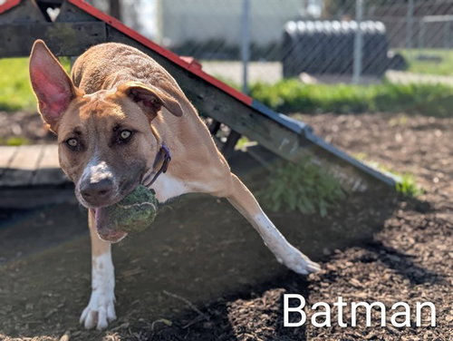 BATMAN - German Shepherd Dog / Australian Kelpie available for adoption