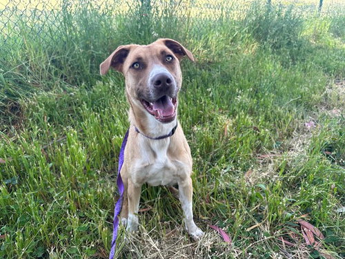 BATMAN, an adoptable German Shepherd Dog in McKinleyville, CA