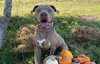 BRICE - Photo 1
