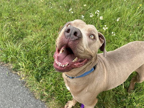 BRICE - Pit Bull Terrier available for adoption