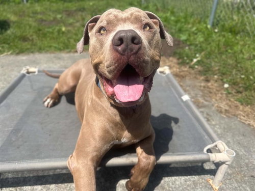 BRICE, an adoptable Pit Bull Terrier in McKinleyville, CA