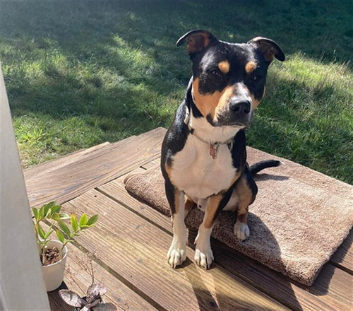 HOMER, an adoptable Pit Bull Terrier in McKinleyville, CA