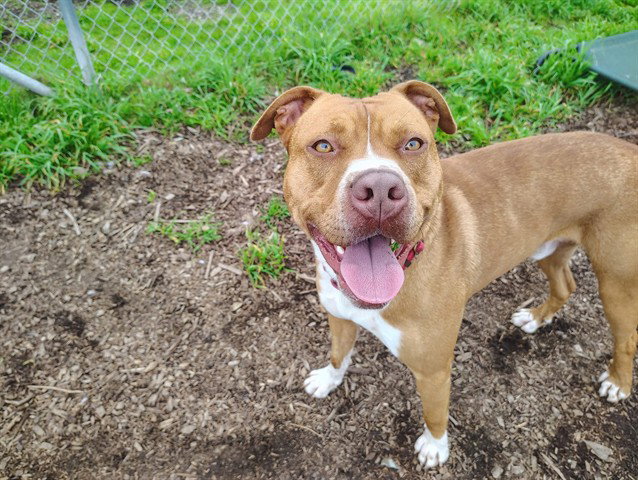 Pit Bull