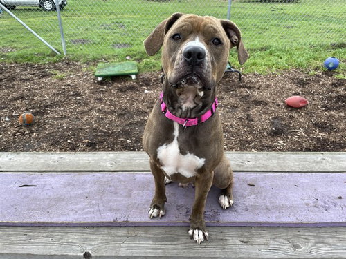 picture of the dog needing adoption