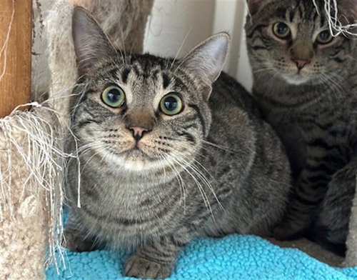 picture of the cat needing adoption