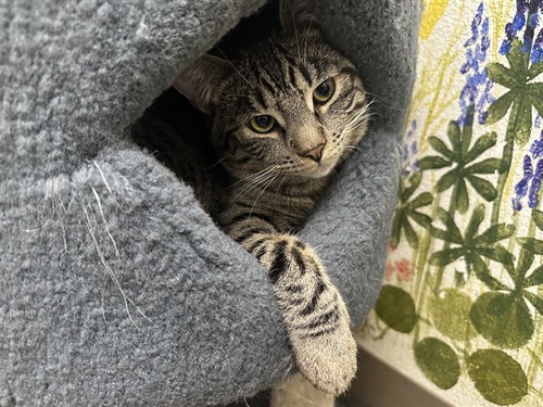 GUY, an adoptable Domestic Short Hair in McKinleyville, CA