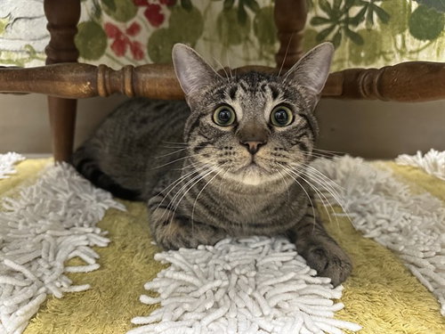 GUS, an adoptable Domestic Short Hair in McKinleyville, CA