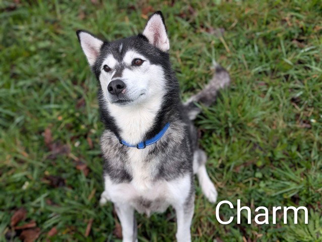CHARM