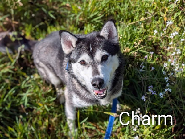 CHARM