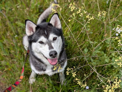 CHARM, an adoptable Husky in McKinleyville, CA